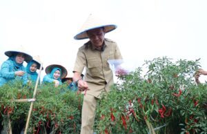Tekan inflasi, Ratu Dewa intruksikan Camat dan Lurah serukan warga manfaatkan lahan minimalis tanami Cabai