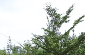 Pemkot tawarkan TPU Gandus, mengingat TPU Kebun Bunga penuh