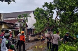 Angin Kencang Terjang Kabupaten Bondowoso, 202 Rumah Rusak