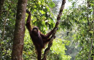 Aming dan Mona Kembali ke Habitatnya di Taman Nasional Betung Kerihun