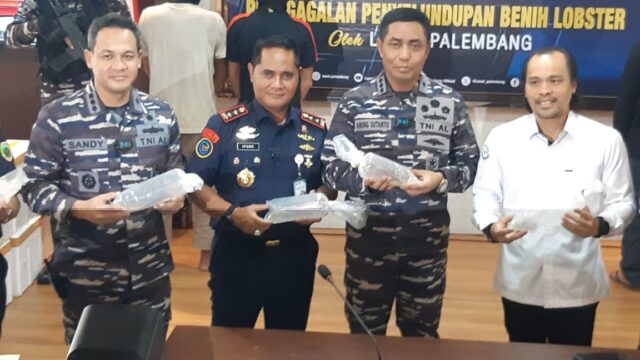 Penangkapan Dramatis di Perairan Sungai Sumber Betung: Tim Angkatan Laut Palembang Gagalkan Penyelundupan Benih Bening Lobster Senilai Rp 15 Miliar