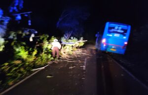 Respon Cepat Selamatkan Pengguna Jalan dari Ancaman Pohon Tumbang