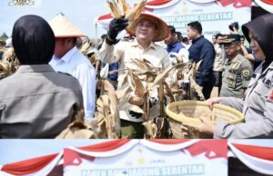 Ketua DPRD Provinsi Sumsel, Andie Dinialdie SE.MM Hadiri Panen Raya Jagung di Ogan Ilir