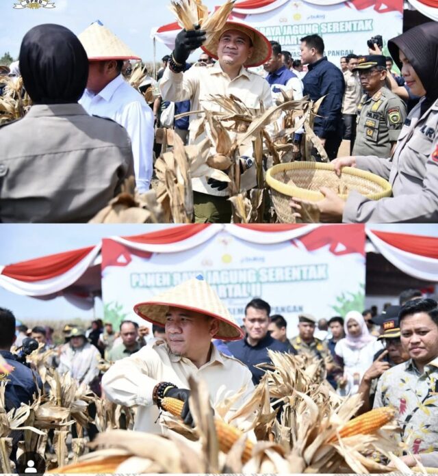 Ketua DPRD Provinsi Sumsel, Andie Dinialdie SE.MM Hadiri Panen Raya Jagung di Ogan Ilir