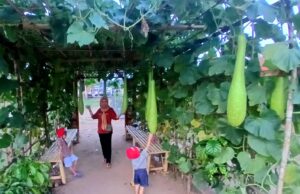 Pemkab Empat Lawang Siapkan Pulau Emas Jadi Kawasan Agrowisata Unggulan