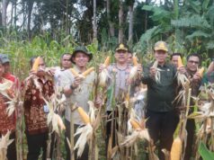 Pemkab Muba Bersama TNI–Polri Dukung Swasembada Pangan 2026, Panen Raya Jagung Serentak Digelar di Lawang Wetan