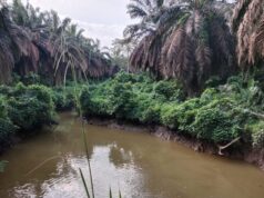 Sempat Diisukan Tercemar, Ternyata Sungai Berau Bersih