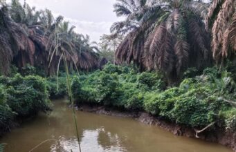 Sempat Diisukan Tercemar, Ternyata Sungai Berau Bersih