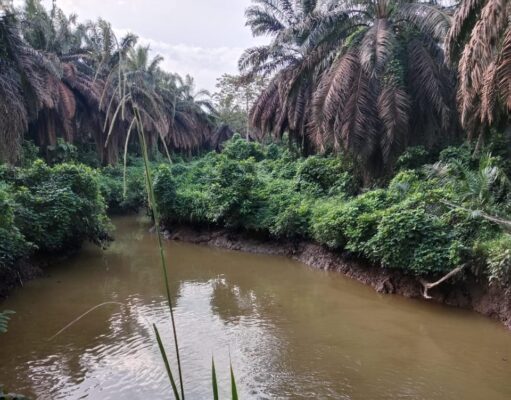 Sempat Diisukan Tercemar, Ternyata Sungai Berau Bersih