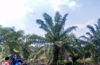 Medco E&P Grissik Dukung Budidaya Lele untuk Dorong Kemandirian Ekonomi Masyarakat
