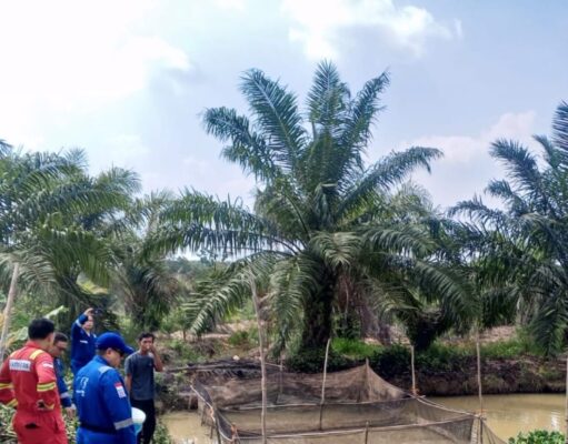 Medco E&P Grissik Dukung Budidaya Lele untuk Dorong Kemandirian Ekonomi Masyarakat